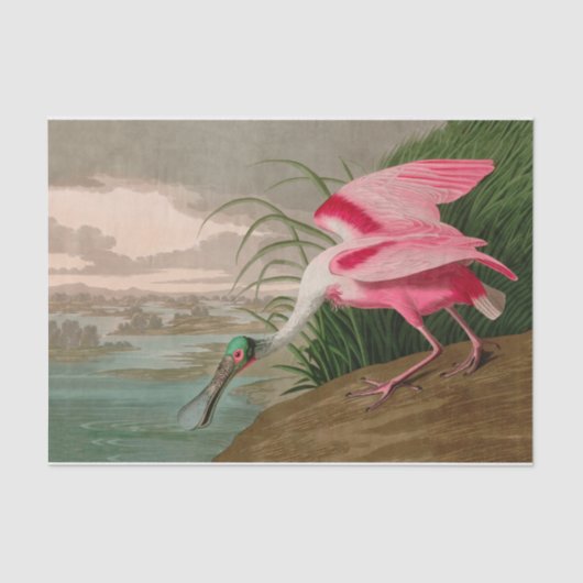Roseate Spoonbill Birds of America Audubon Print Tissuepapier (Voorkant)
