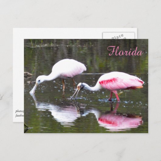 Roseate Spoonbill Briefkaart (Voorkant / Achterkant)