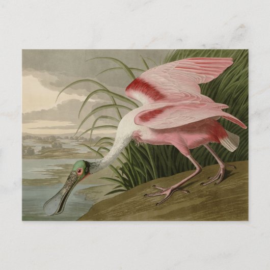 Roseate Spoonbill Briefkaart (Voorkant)