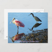 Roseate Spoonbill en Little Blue Heron Briefkaart (Voorkant / Achterkant)