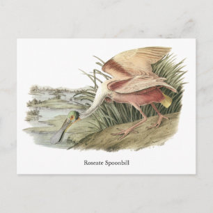 Roseate Spoonbill, John Audubon Briefkaart