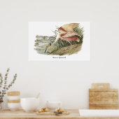 Roseate Spoonbill John Audubon Poster (Keuken)