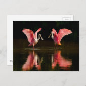 Roseate Spoonbill Mating Dance Briefkaart (Voorkant / Achterkant)