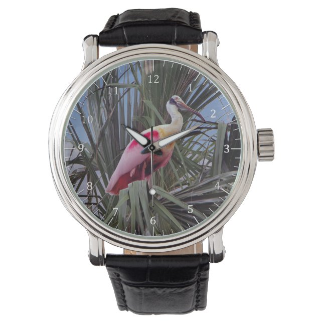 Roseate Spoonbill montre (devant)