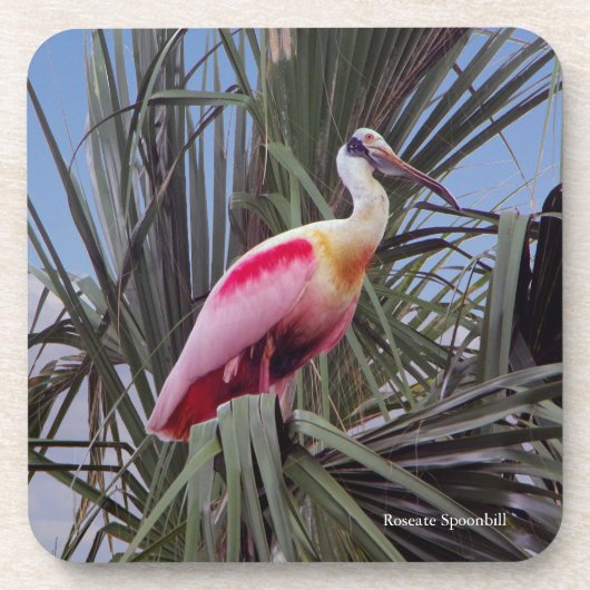 Roseate Spoonbill-onderzetter Bier Onderzetter (Voorkant)