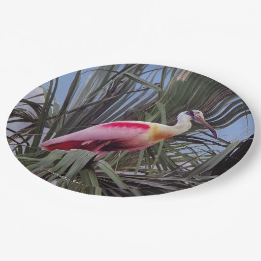 Roseate Spoonbill papier bord (Gekanteld)