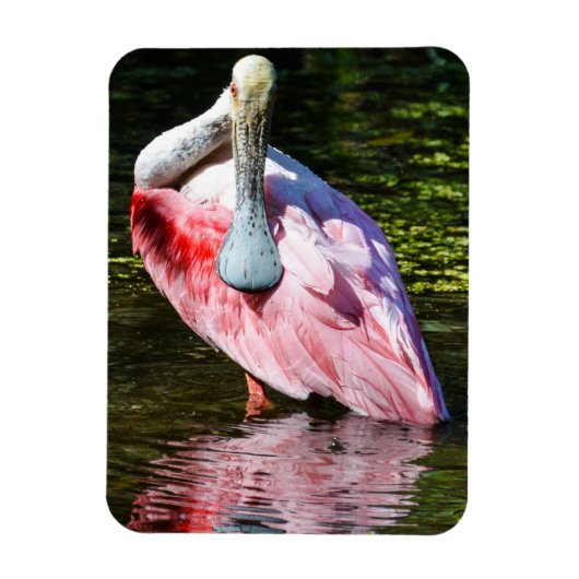 Roseate Spoonbill Puzzel Magneet (Verticaal)