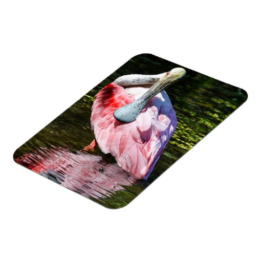 Roseate Spoonbill Puzzel Magneet (Linkerzijde)