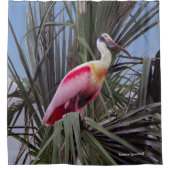 Roseate Spoonbill rideau de douche (Devant)