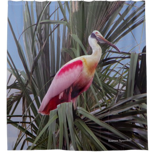 Roseate Spoonbill rideau de douche (Devant)