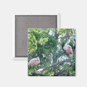 Roseate Spoonbill Sleeping Magnet Magneet (Voorkant / Achterkant)