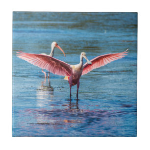 Roseate Spoonbill Small 4,25 x 4,25 inch Photo Til Tegeltje