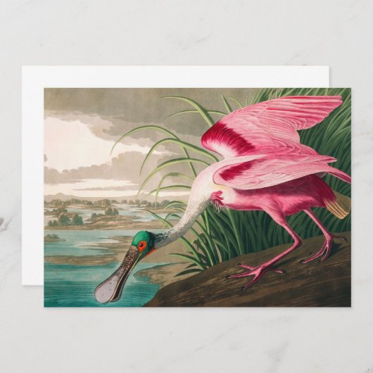 Roseate Spoonbill van John James Audubon Bedankkaart (Voorkant / Achterkant)