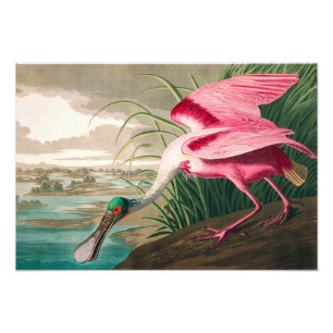 Roseate Spoonbill van John James Audubon Foto Afdruk