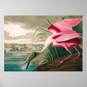 Roseate Spoonbill van John James Audubon Poster