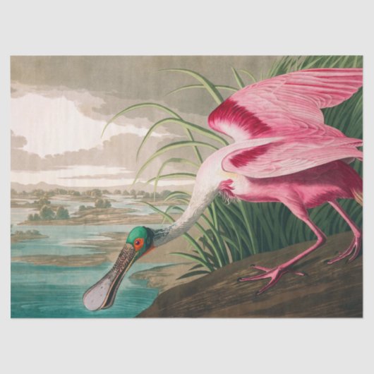 Roseate Spoonbill van John James Audubon Tissuepapier (Voorkant)