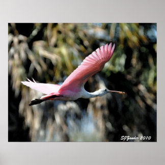 Roseate Spoonbill Waterverf Poster