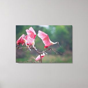 Roseate Spoonbills (Ajaia Ajaja) landen Canvas Afdruk