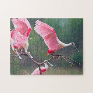 Roseate Spoonbills (Ajaia Ajaja) Landing Legpuzzel
