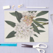 Rosebay Rhododendon van Mary Vaux Walcott Tissuepapier (Craft)