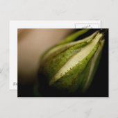 Rosebud Close-up Briefkaart (Voorkant / Achterkant)