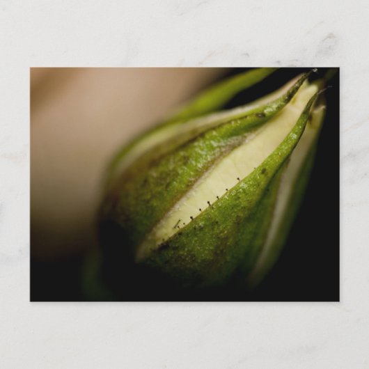 Rosebud Close-up Briefkaart (Voorkant)