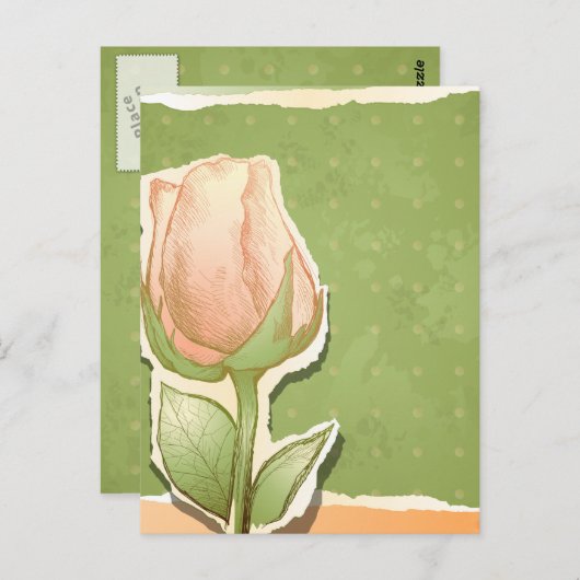 rosebud in groen, briefkaart (Voorkant / Achterkant)