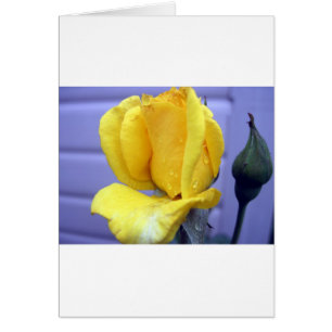 Rosebud jaune