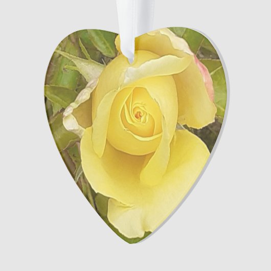 Rosebud jaune (devant)