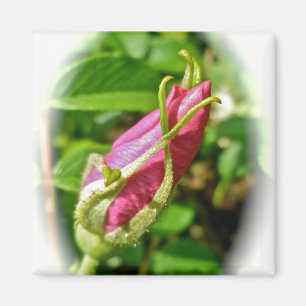 Rosebud Magnet Magneet