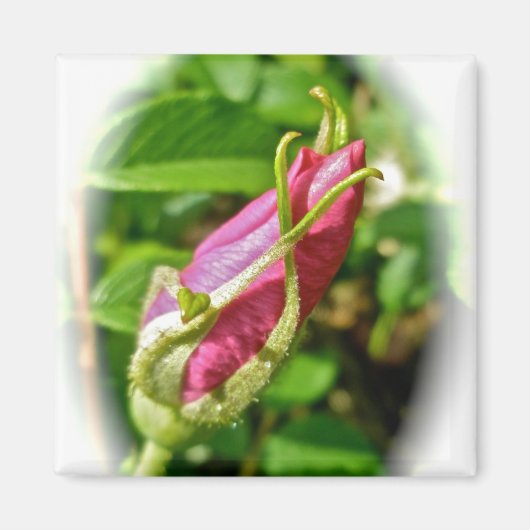 Rosebud Magnet Magneet (Voorkant)