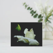 Rosebud na het Briefkaart van de Fotografie van de (Staand voorkant)