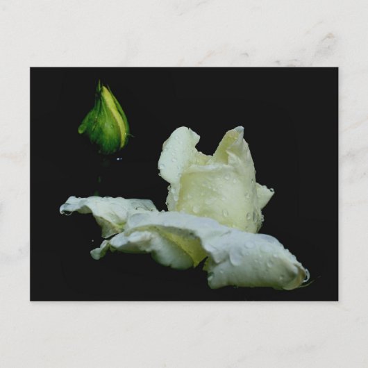 Rosebud na het Briefkaart van de Fotografie van de (Voorkant)