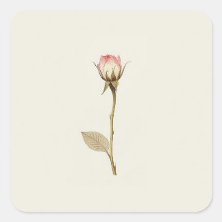 Rosebud of Possibilities kunstwerk Vierkante Sticker