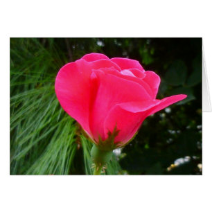 Rosebud over Groen