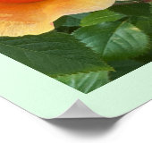 Rosebud Photo Poster (Hoek)