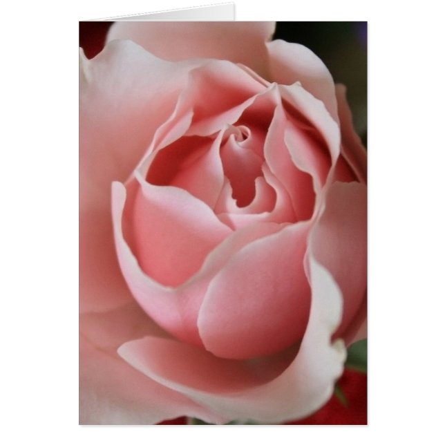 Rosebud rose (Devant)
