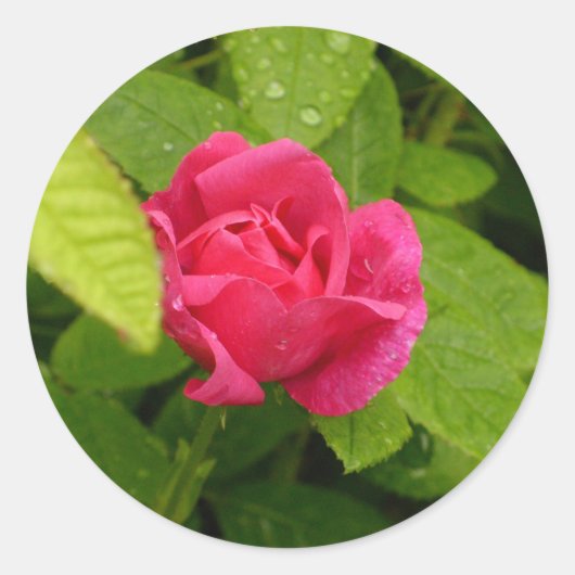 Rosebud sticker (Voorkant)