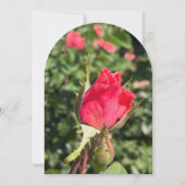 Rosebud tuinboog, platte kaart (Voorkant)