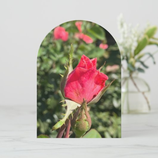 Rosebud tuinboog, platte kaart (Staand voorkant)