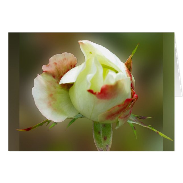 rosebuds gloeien (Voorkant Horizontaal)