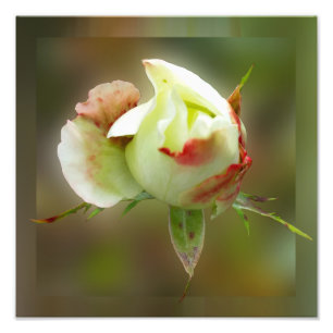rosebuds gloeien foto afdruk