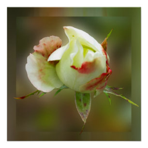 rosebuds gloeien perfect poster