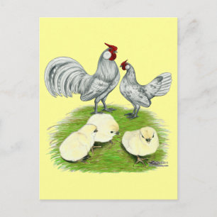 Rosecomb Bantammers en Kuikens Briefkaart