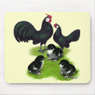 Rosecomb Zwarte Bantam Familie Muismat