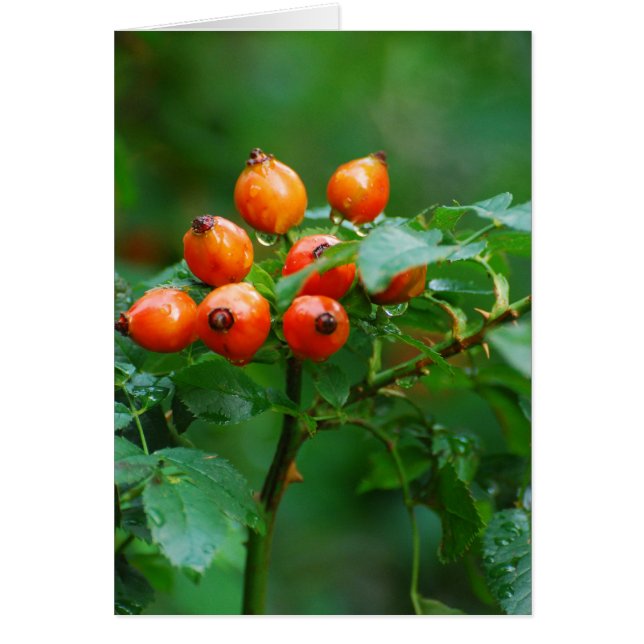 Rosehip après la pluie (Devant)