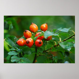 Rosehip na regen poster