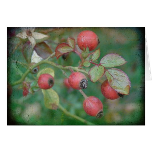Rosehips met textiel (Voorkant Horizontaal)