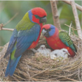 Rosella Birds Sticker (Voorkant)