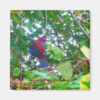 Rosella est à Cotonou - Magnet